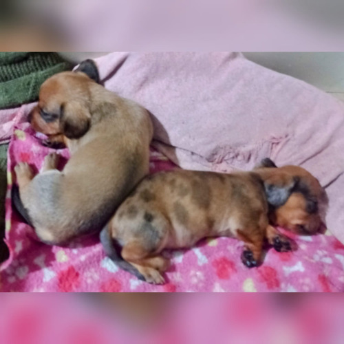 Cachorros Arlequin Roja Salchicha Dachshund Mini Belleza !!! Arlequin Roja