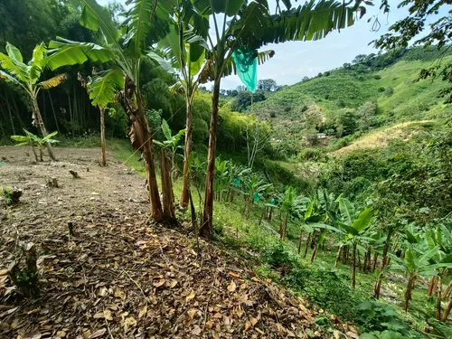 Se Vende Finca Quebradanegra Calarcá Quindío