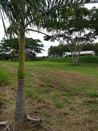 Imagem 10 de 14 de Sitio 2,5 Alqueire Na Br 153 Entre Getulina E Guaimbe