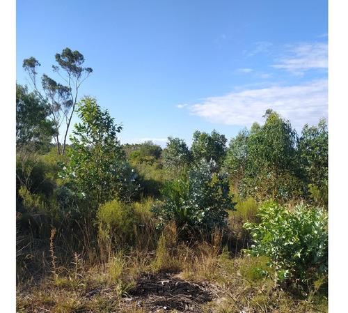 Vendo Campo De 12 Has Forestado Muy Cerca De La Ciudad Consulte Y Coordine Una Visita!!!!!!!
