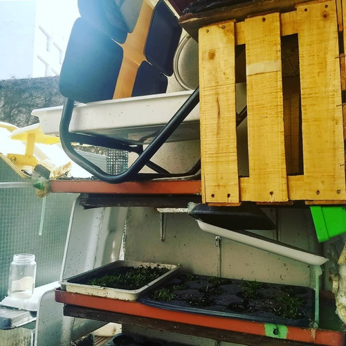 Planta Carnívora Gigante (6 Años) En Maceta Autorregable