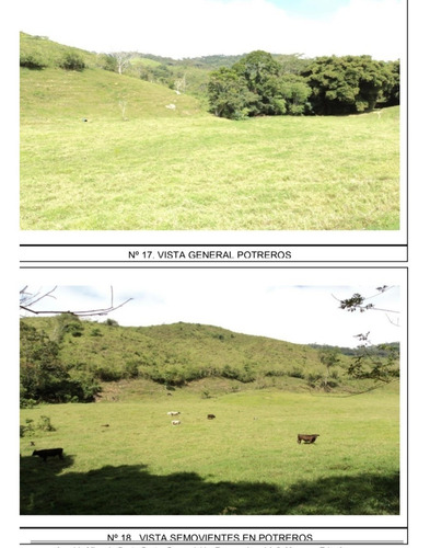 Venta De Finca Ganadera De 1000 Hectareas, Facil Acceso En Nirgua Yaracuy (salom)2