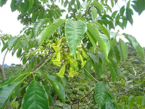 Ipê Verde (flor) 300 Sementes ***frete Grátis R2 | Parcelamento sem juros