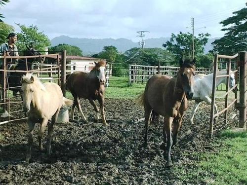 Imagen 1 de 13 de Venta Para Inversion Finca Hacienda En Produccion