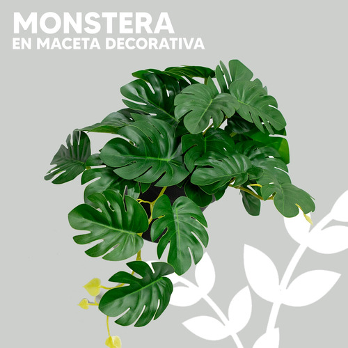 Set 5 Mini Monstera En Maceta De Plástico Negro 19cm
