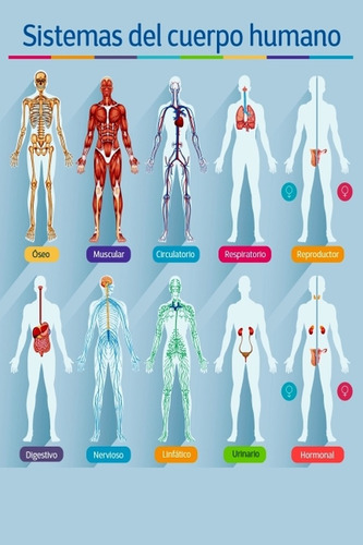 Sistemas Del Cuerpo Humano - Medicina - Lámina 45x30 Cm.