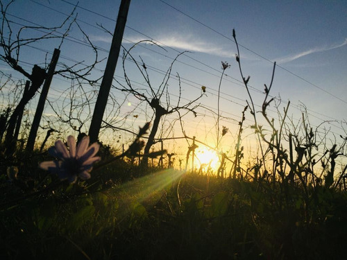 Dueño Vende 18 Hectáreas Campo En La Zona De Canelón Chico