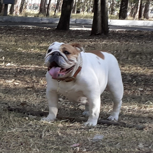 Imagen 2 de 7 de Hermosos Bulldog Ingles