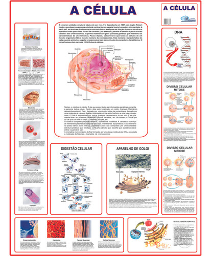 Mapa A Célula Anatomia Corpo Humano Banner Poster Medicina