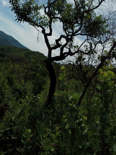 Imagem 6 de 14 de Excelente Terra Na Chapada Dos Veadeiros! Em Cavalcante Go