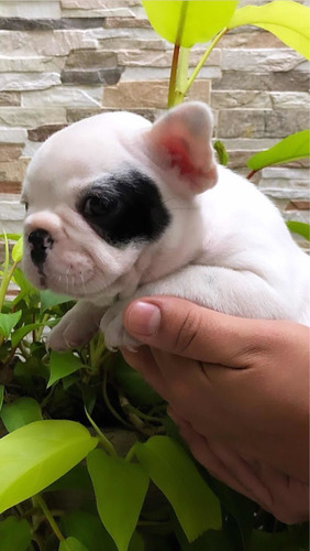 Cachorros   Bulldog Frances Bull Dog Perros Venta