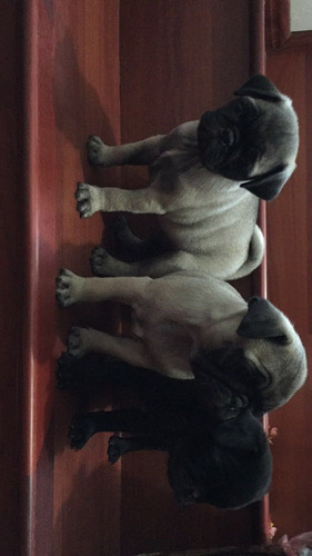 Pug Cachorros