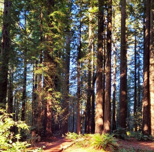 Sementes Pseudotsuga Menziesii Árvore Madeireira Para Mudas