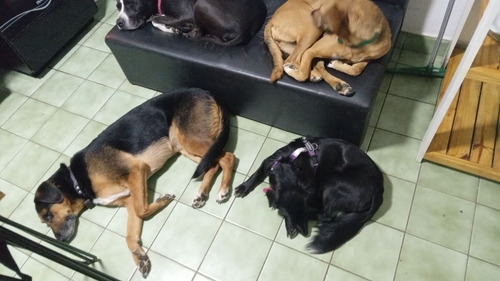 Imagen 5 de 5 de Hostería Canina En Casa De Familia.