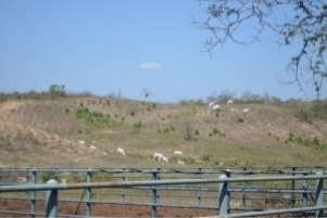 Imagen 10 de 14 de Venta Finca Tinaquillo Plano Pozo Tanque Cod. 422543 Cesar Laurentin