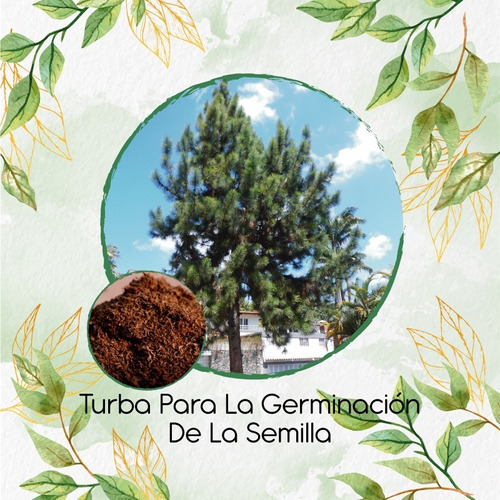 Turba Canadiense Especial Para Semillas De Pinus Caribaea