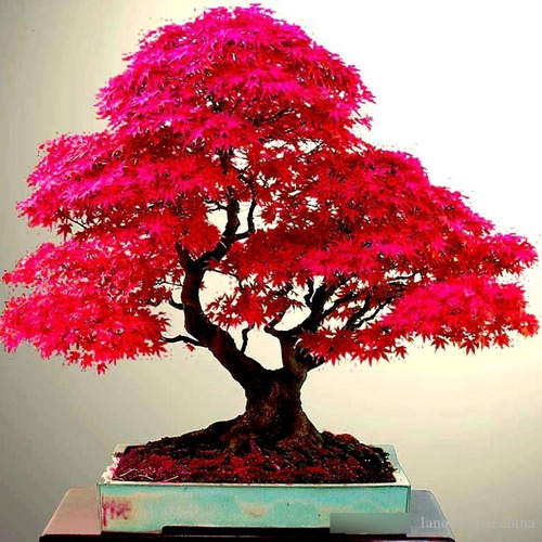 10 Sementes Bonsai Acer Palmatum Vermelho Árvore P/ Mudas