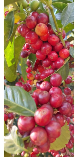Venta Finca 14 Ha, Boconó Edo. Trujillo, Venezuela