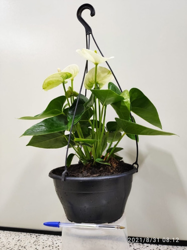 01 Vaso Anthurium Andraeanum Mini - Antúrio Colibri Branco | Parcelamento  sem juros