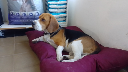 Servicio Reproductor Perro Beagle