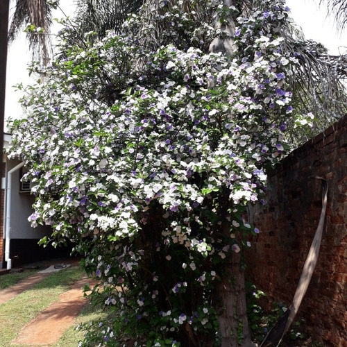 Semillas De Esta Preciosa Flor Lila Y Blanca | MercadoLibre