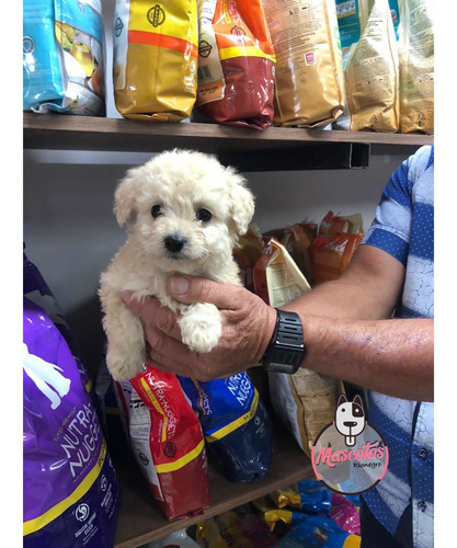 Imagen 5 de 5 de Espectaculares Cachorros Frenshpoodle Minitoy Mascotas Rione