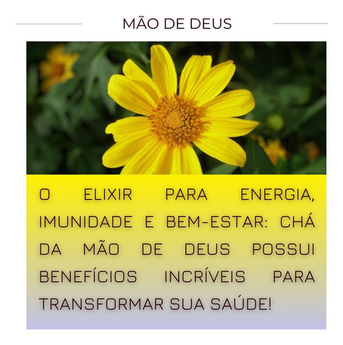 20 Chás Mão De Deus | Orgânica Autêntico 100% Puro Para Chá