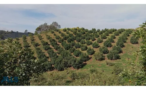 Grandiosa Finca Con Cultivos De Aguacate Hass(mls#247937)