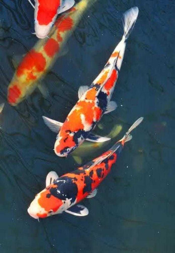 10 Carpas Koi De 12cm E 3 De 20cm Pro Lago Ficar Perfeito Rj