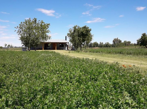 Imagen 8 de 19 de Finca Con Casa En Venta En San Rafael Mendoza, Rama Caida