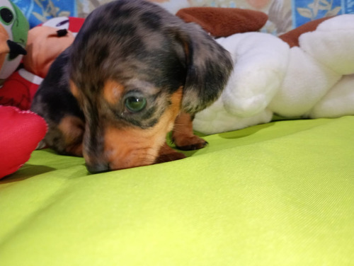 Cachorros Salchicha Dachshund Arlequín Plata.