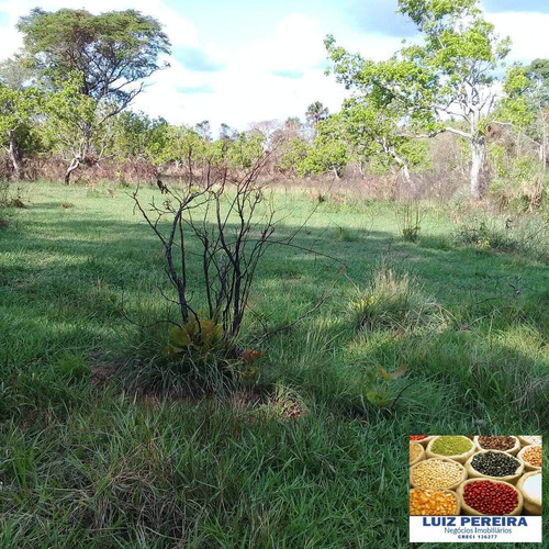 Imagem 8 de 15 de Fazenda À Venda Em Recurdolândia- To - De 130 Alqueirões (pecuária) - 1621
