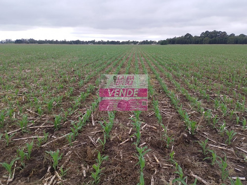 Venta Campo Mixto 130 Has Partido De Ayacucho