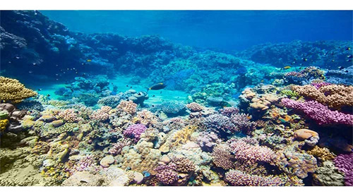 Awert Fondo De Acuario Arrecife De Coral Peces Tropicales Fo
