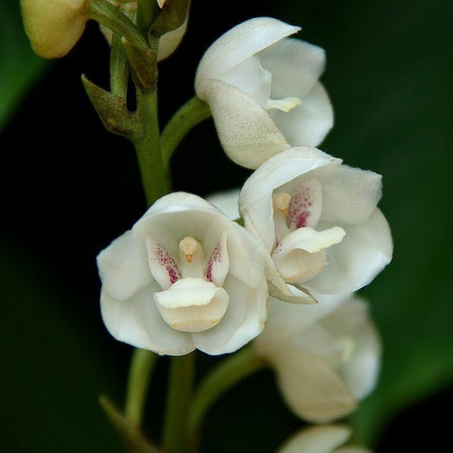 250 Sementes Orquídea Pomba Da Paz  P/muda