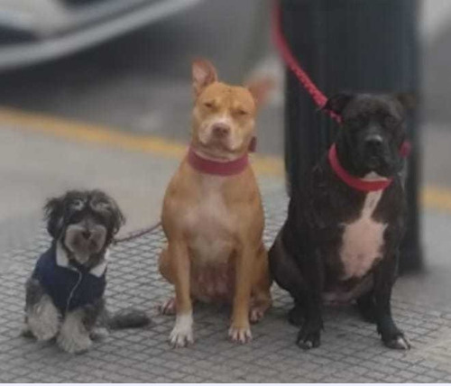 Imagen 3 de 5 de Guardería Y Pensionado Canino(capital Federal)