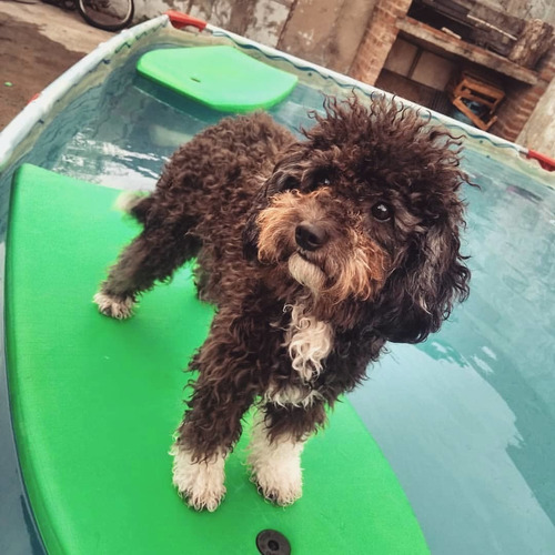 Imagen 2 de 4 de Mi Guardería Canina. Funciona En Mi Casa. En Familia