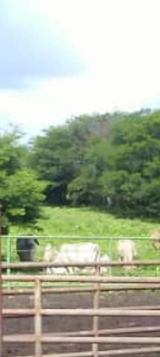 Imagen 3 de 7 de Se Vende Terreno Santa Maria Ipire Guarico Ve01-1434gu-mgue