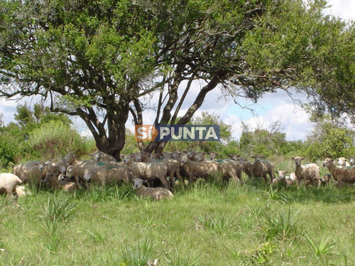 Imagen 25 de 30 de Campo Turistico Cerca De Punta Del Este