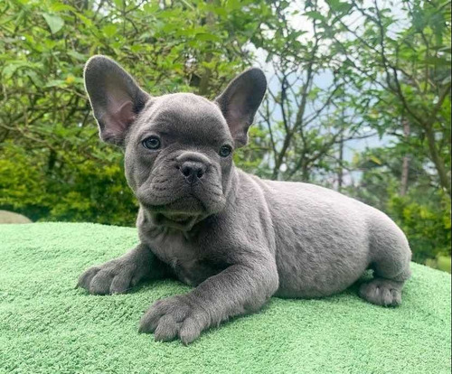 Imagen 2 de 6 de Bull Dog Francés 100% Puros.