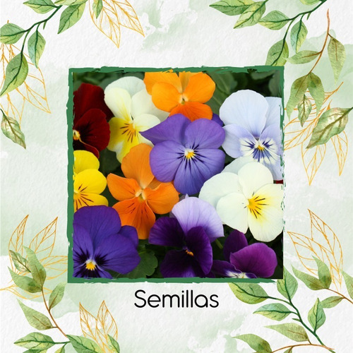 Imagen 3 de 7 de 25 Semillas Flor Viola Pensamiento Holanda + Obs Germinación
