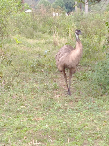 Imagem 2 de 5 de 2 Emus Adultos Machos