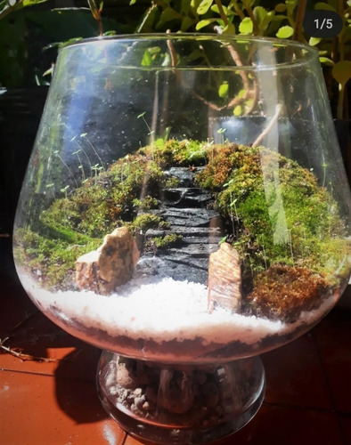 Terrario Eterno Biobom Zen N° 3 Microambiente Musgario