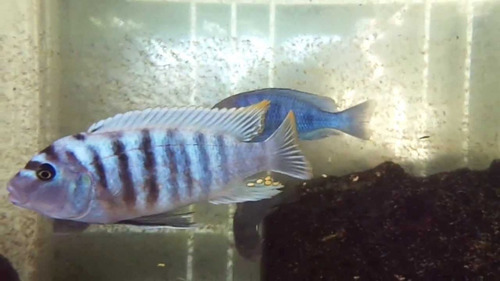 Pez Africano Maylandia Zebra (agua Templada)