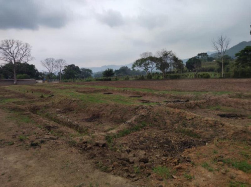 Imagen 18 de 24 de Rosaura Cortez Vende Finca Agroindustrial En Bejuma Reyes Arriba