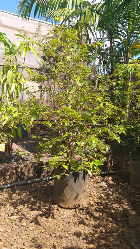 Muda De Jabuticabeira Grande Produzindo. Qualidade Bonsai Jr