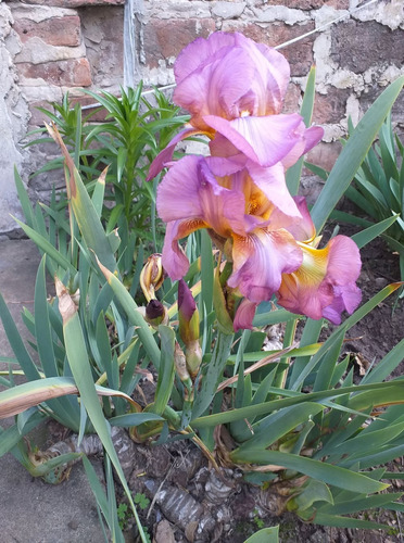 Lirios Germanicos Surtidos 4 Colores Rosado Morado Blanco Azul