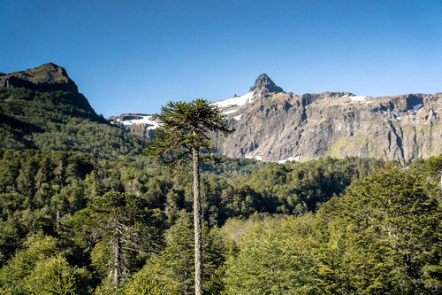 Reserva Natural En Venta | En Parque Nacional Villarrica