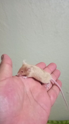 Ratones Mascota