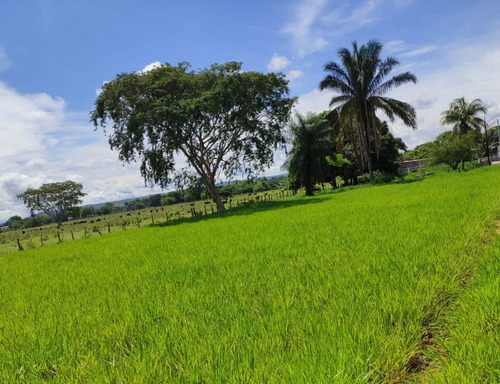 Estado Barinas Se Vende Finca Ganadera Yep11